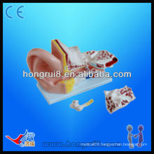 5 Parts Giant Ear Anatomical Model